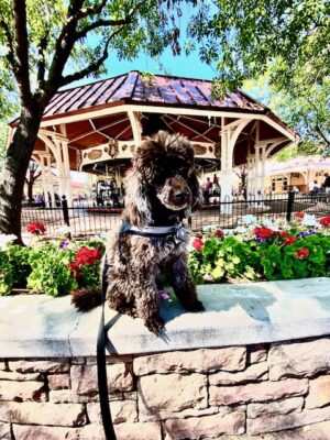 Chocolate Poodle Railroad Park (1)