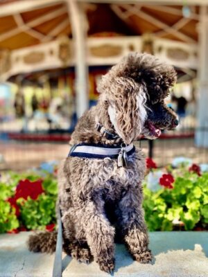 Chocolate Poodle Railroad Park (2)