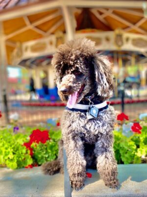 Chocolate Poodle Railroad Park (3)