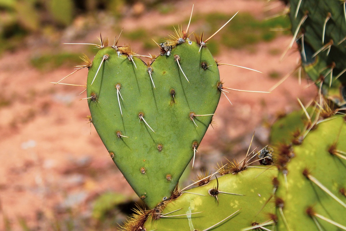 A heart-shaped cactus in Arizona.