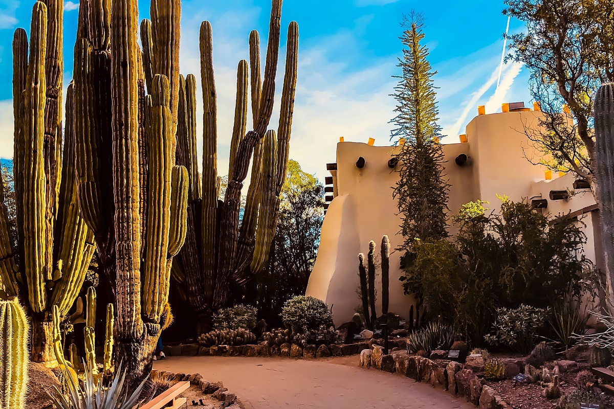 cactus-garden