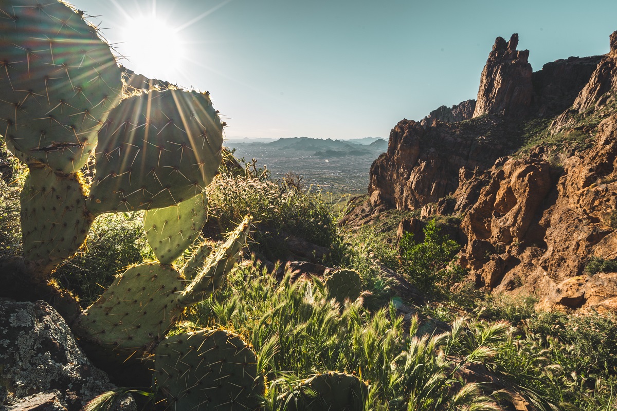 Sun shines over a cactus in Arizona.