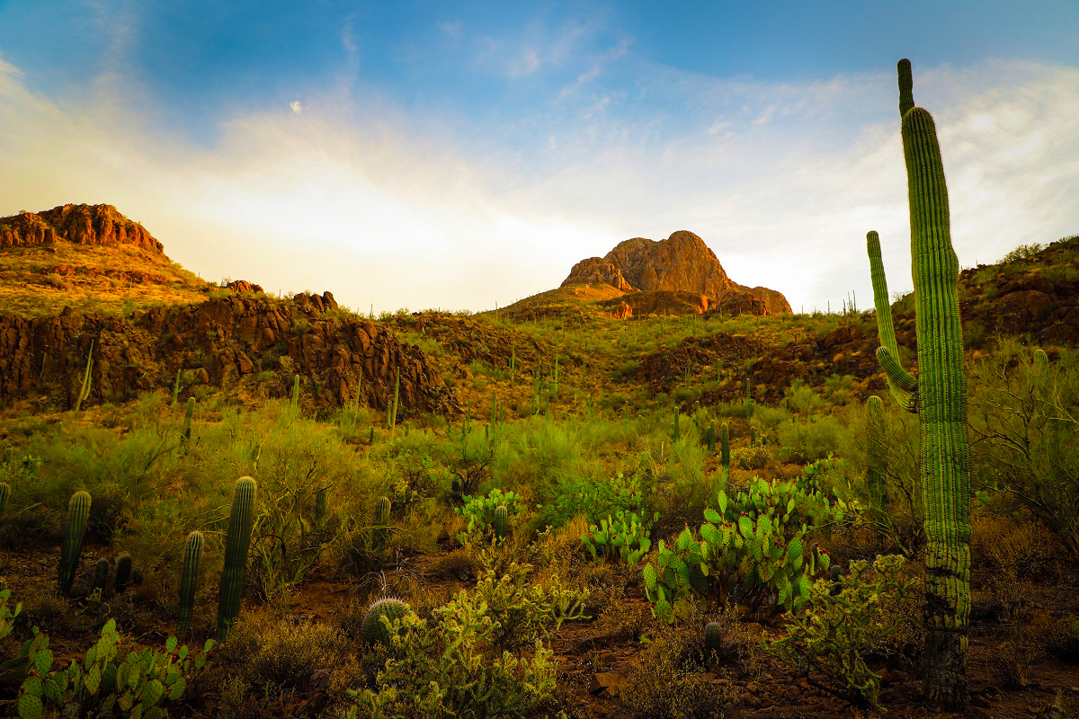 A beautiful photo of the Arizona desert.