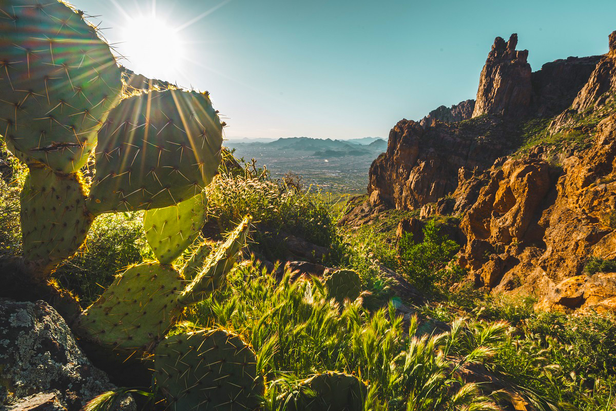 A cactus in Arizona.