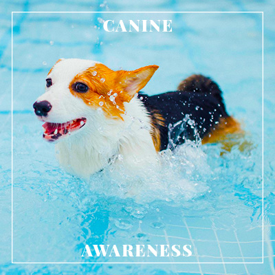 A dog cooling down in a swimming pool.