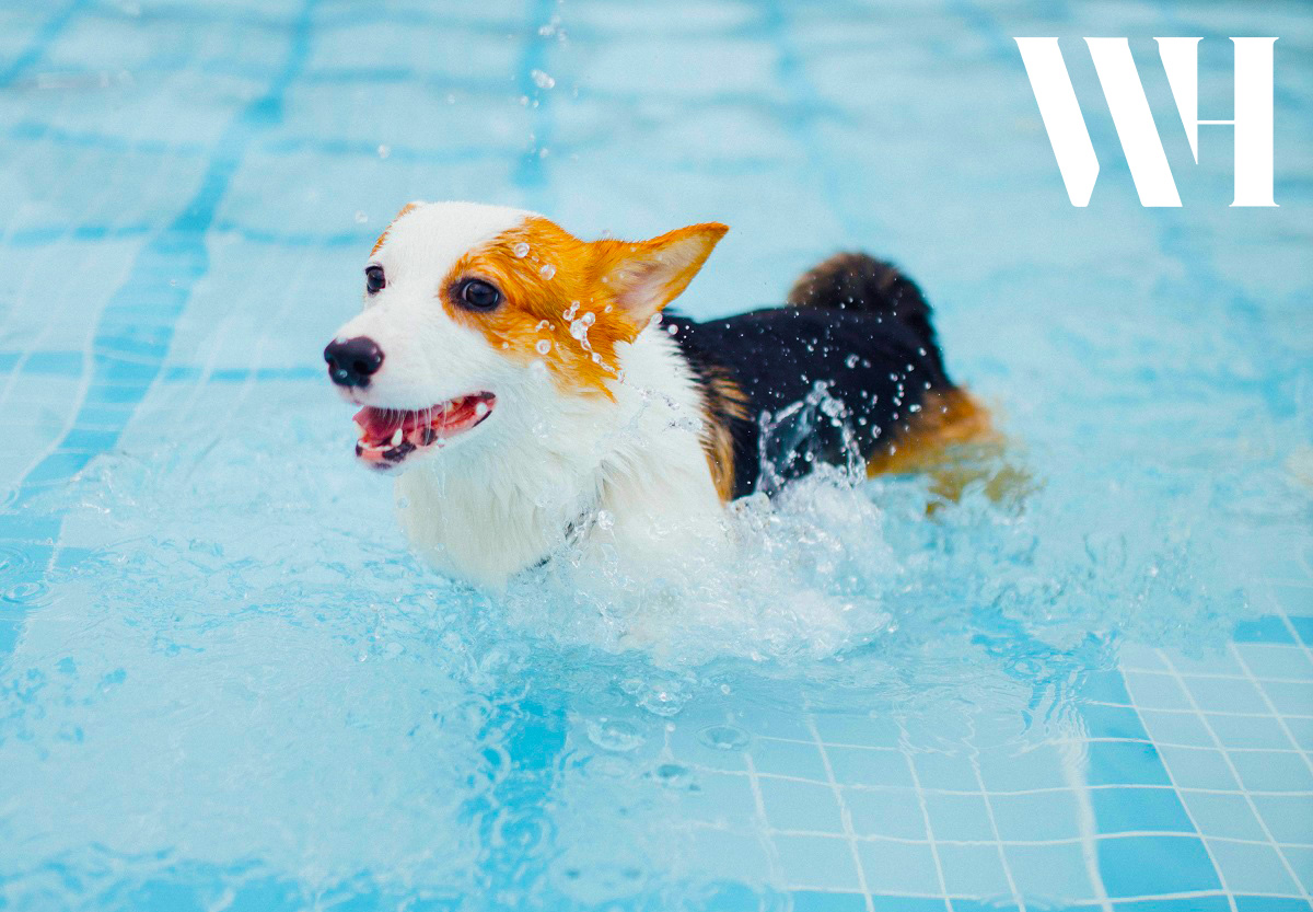 A dog cooling down by swimming in a pool.