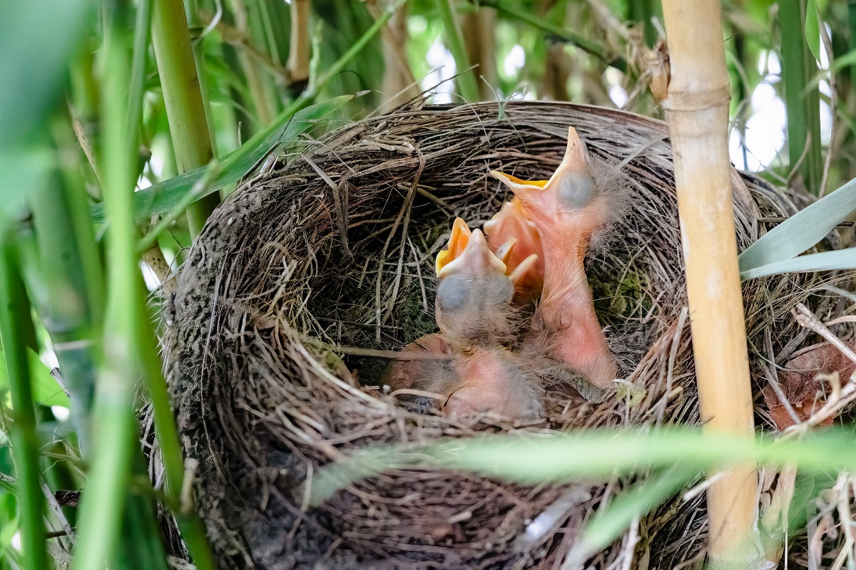 Baby birds in a nest.