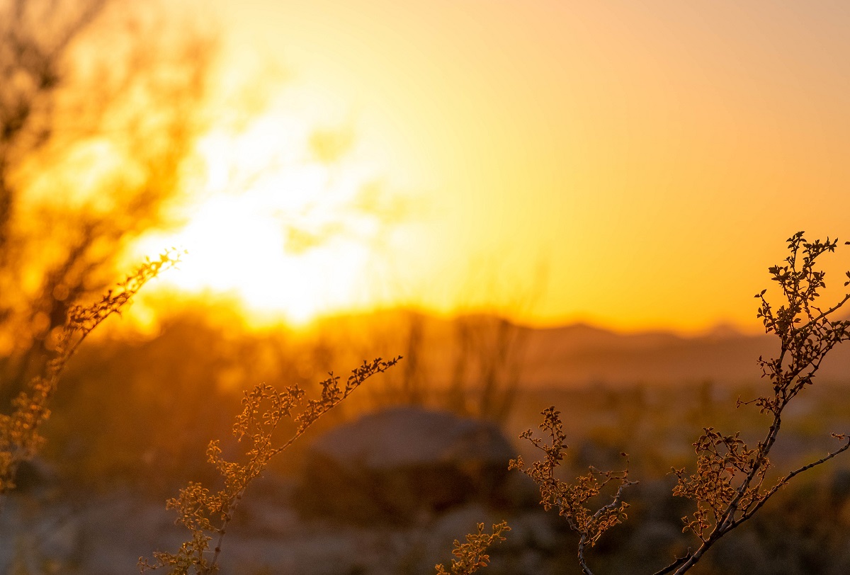 Arizona desert at sunset.